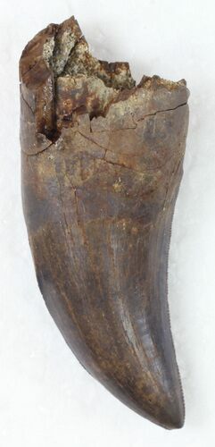 Killer Tyrannosaur Tooth - Partial Root #30831